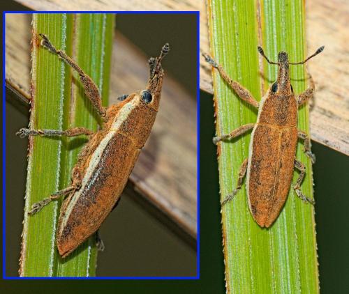 Réf. 365 282 : Lixus sp. Réf. 365 282 : Lixus sp.